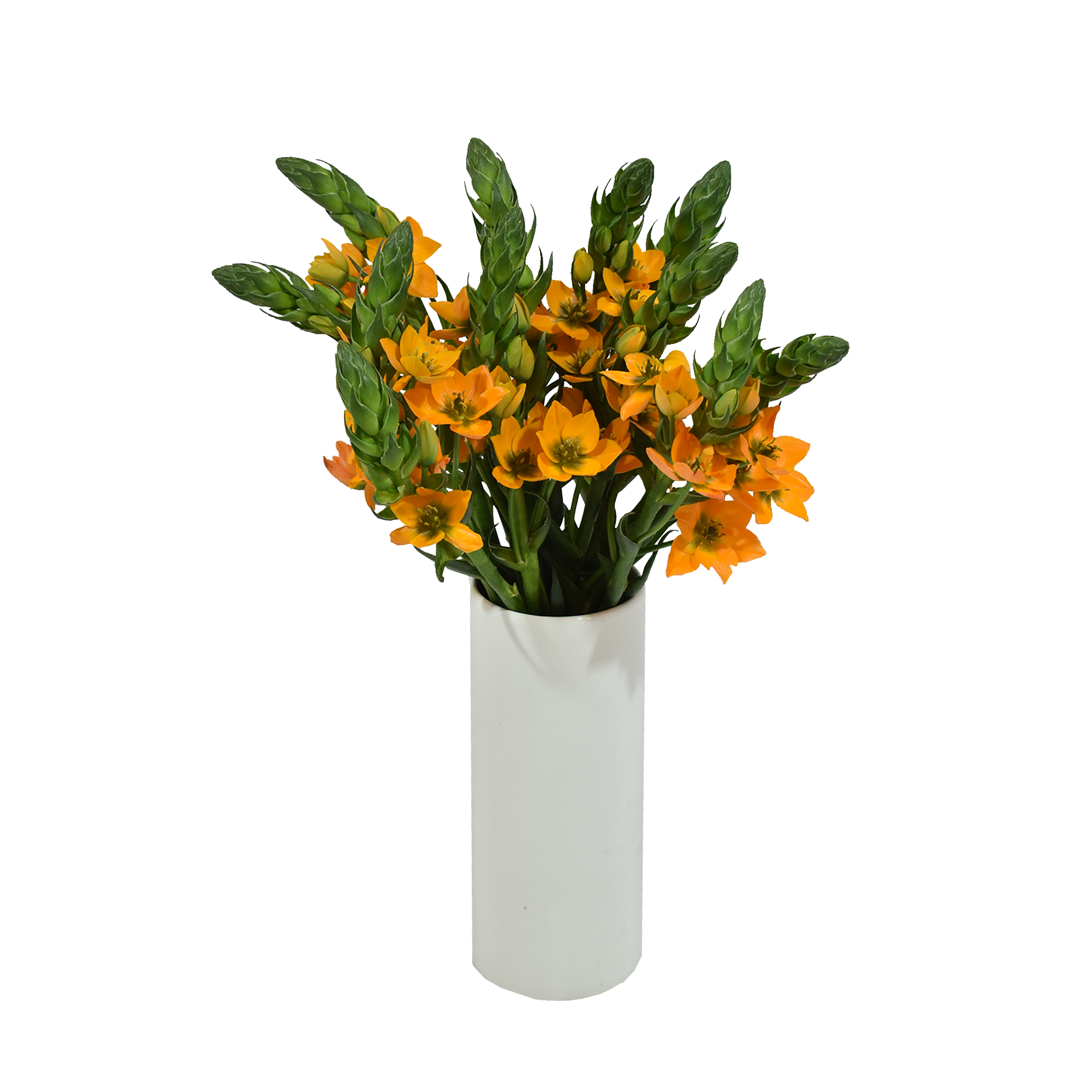 Ornithogalum Orange — wholesale