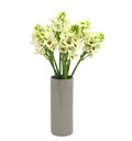 Ornithogalum White — wholesale