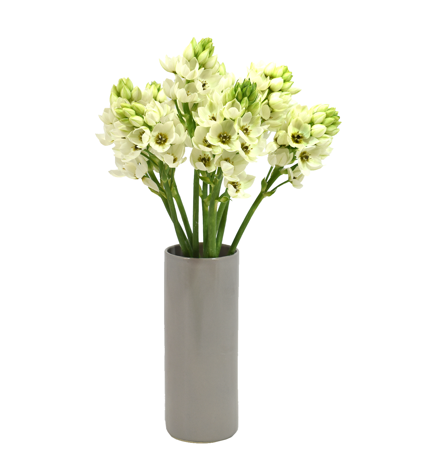 Ornithogalum White — wholesale