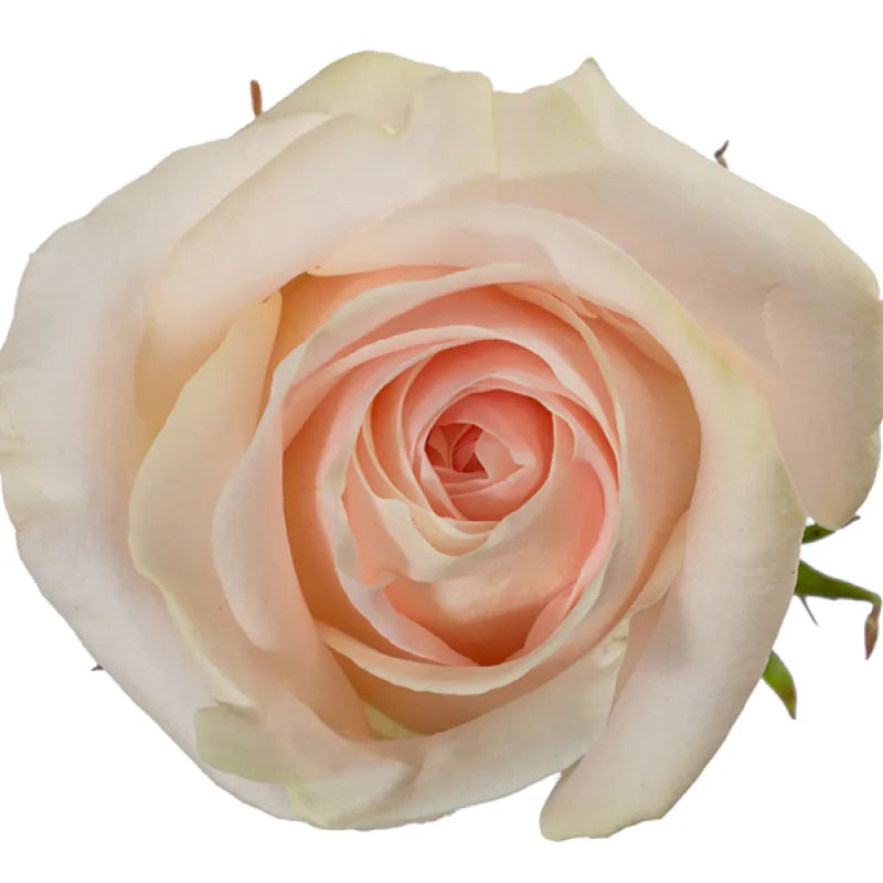 Pastella Rose