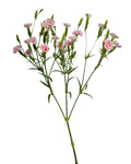 Petite Aimee Raffine Dianthus — wholesale