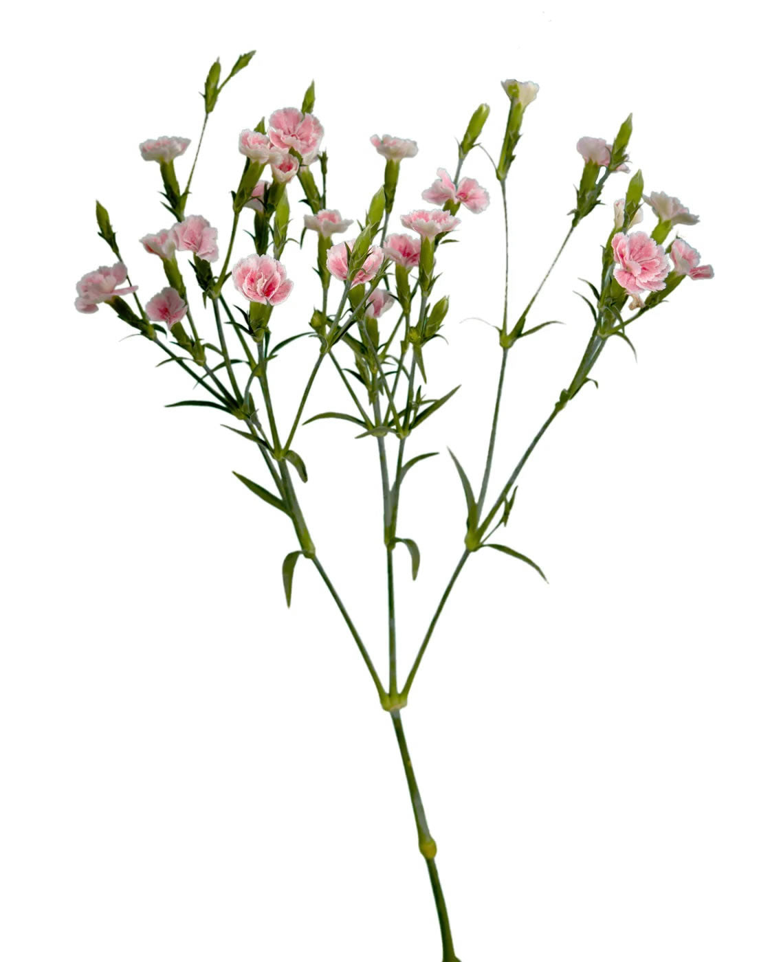Petite Aimee Raffine Dianthus — wholesale