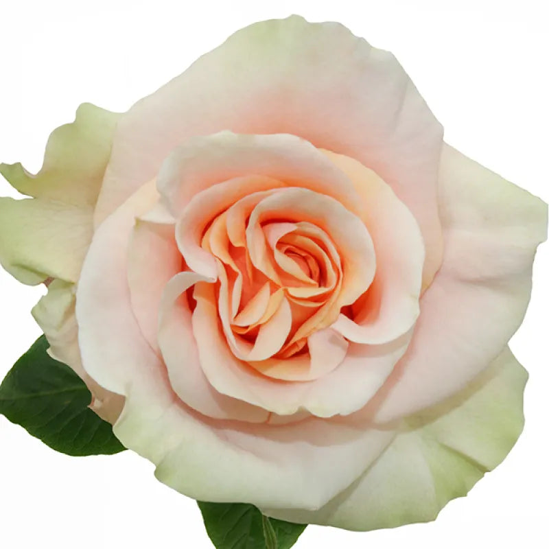 Phoenix Rose