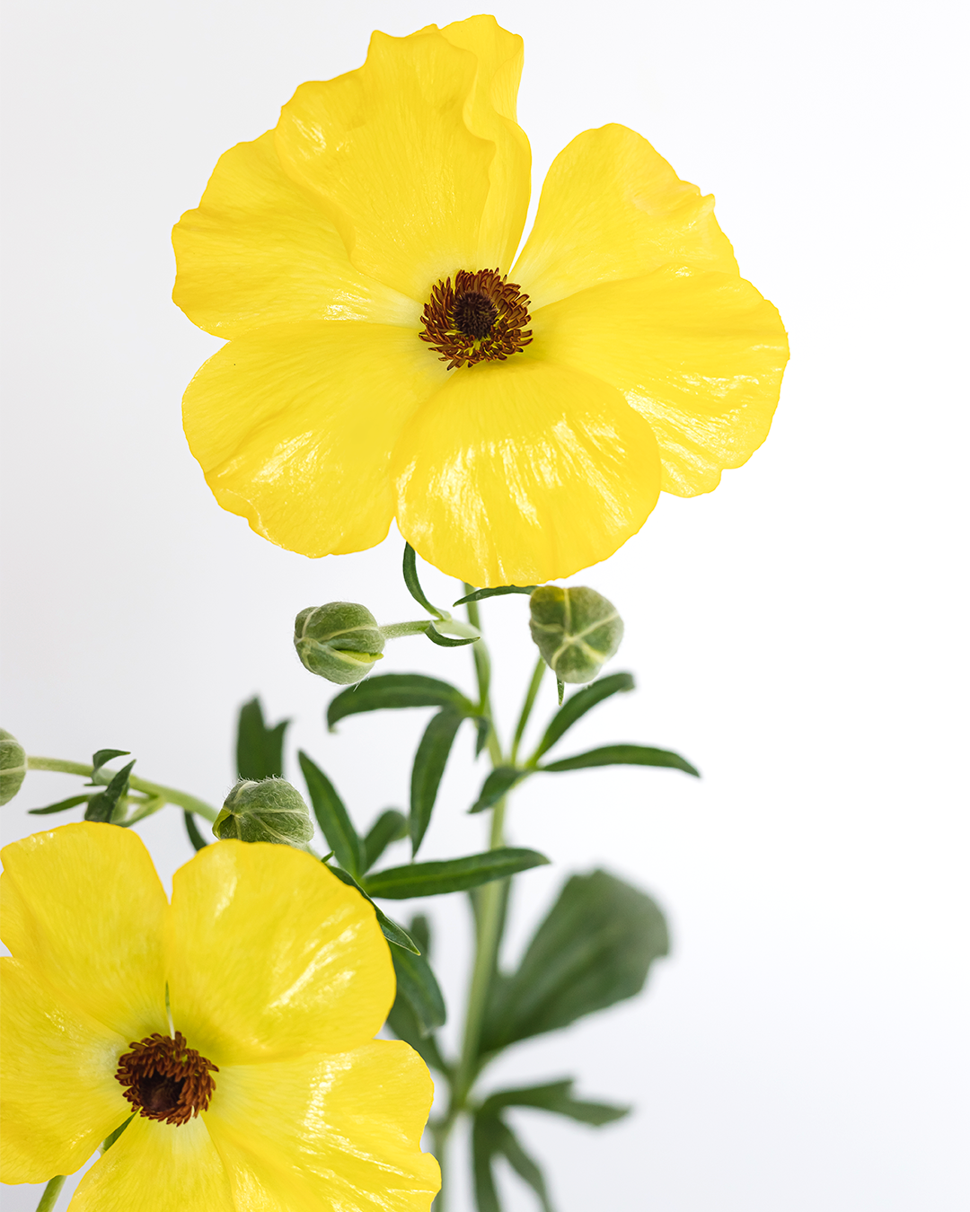 Phytalos Ranunculus — wholesale