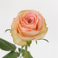 Pic Nic — wholesale roses