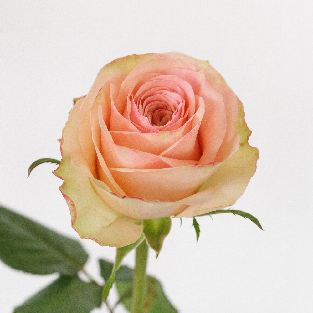 Pic Nic — wholesale roses