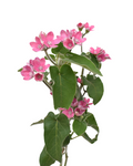 Pink Tweedia — wholesale