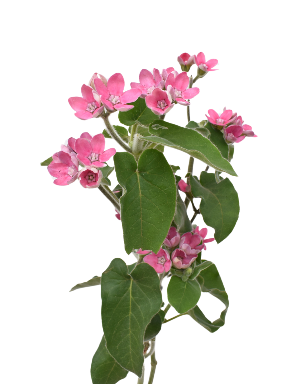 Pink Tweedia — wholesale