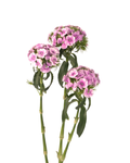 Poethus Lavender — wholesale
