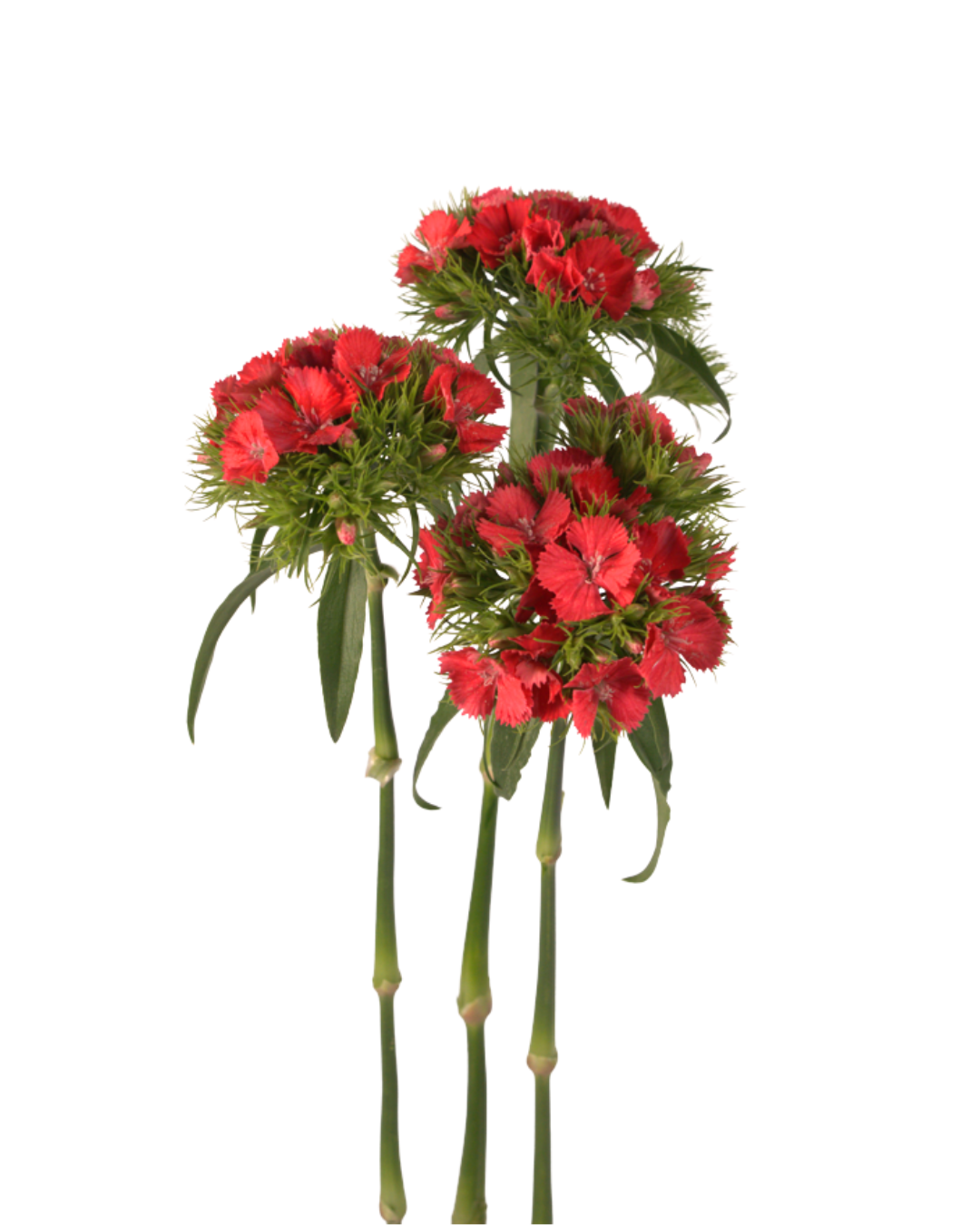 Poethus Red — wholesale