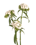 Poethus White — wholesale