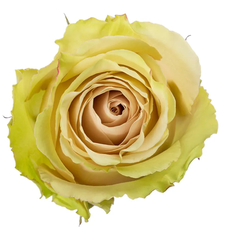 Pompeii Rose