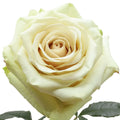 Pompeii Rose