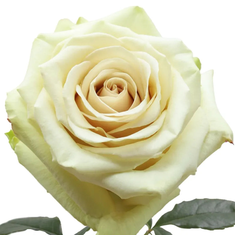 Pompeii Rose
