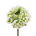 Pon Casper Ranunculus — wholesale
