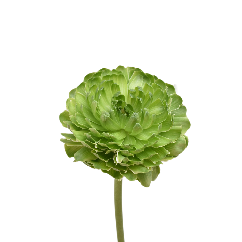 Pon Green Ranunculus — wholesale