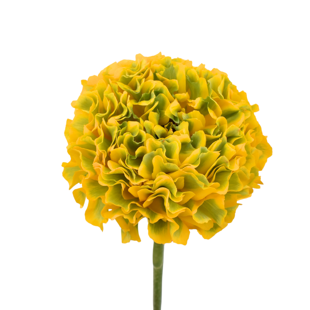Pon Pon Luna — wholesale roses