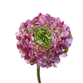 Pon Malva Ranunculus — wholesale