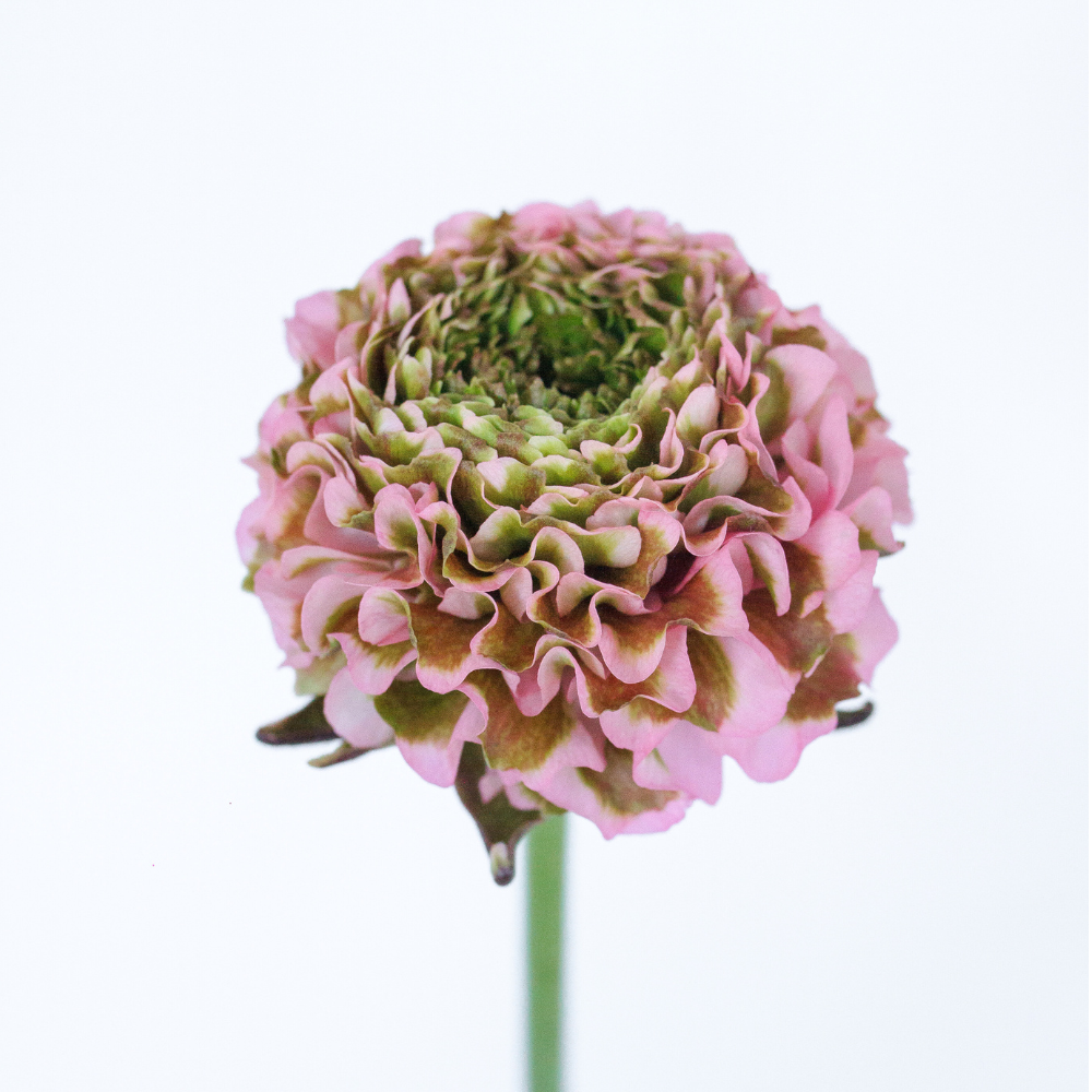 Pon Pon Pink Lemonade — wholesale roses