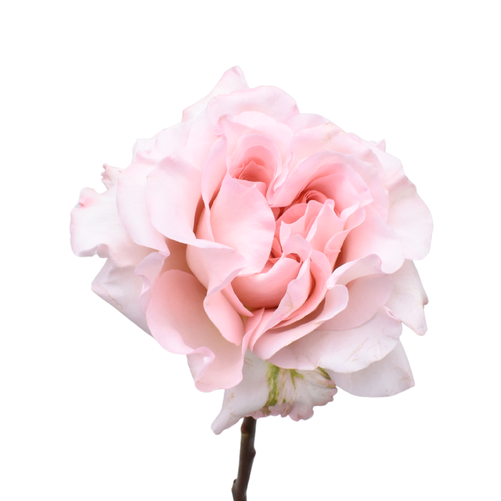 Powder Puff — wholesale