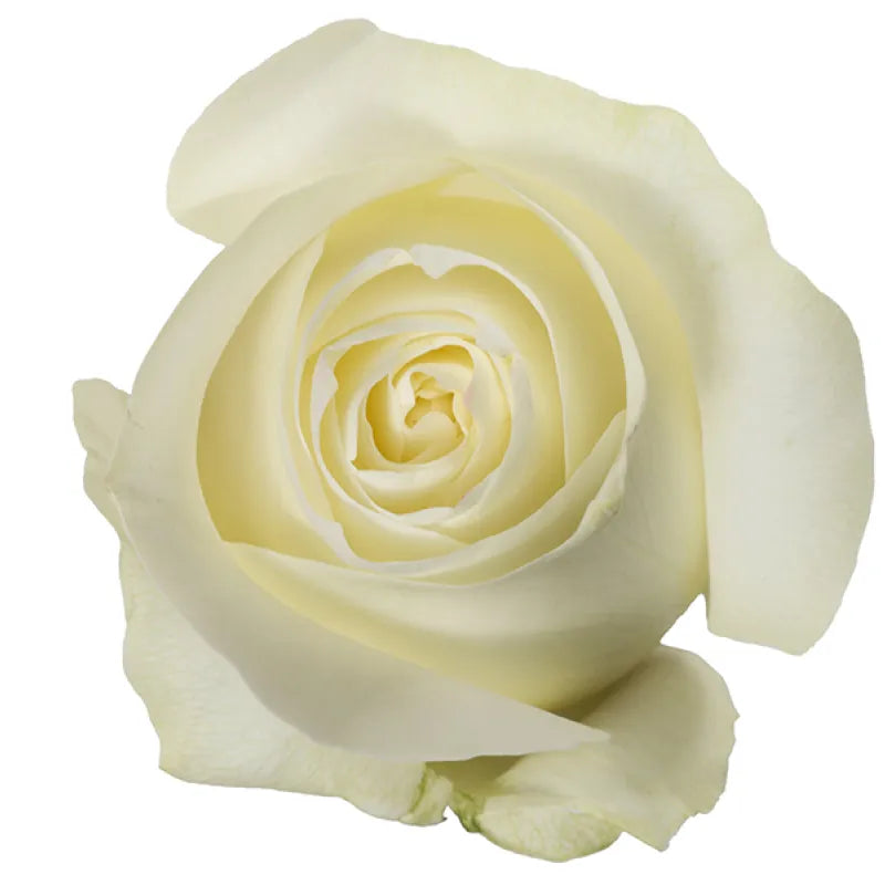 Proud Rose
