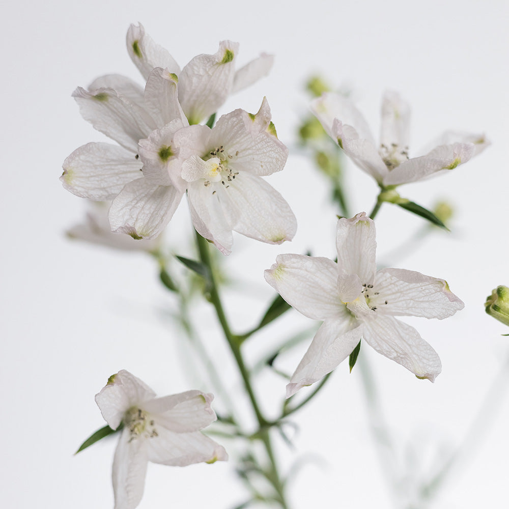 Pink Planet Delphinium 2 — wholesale