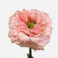 Princess Crown — wholesale roses
