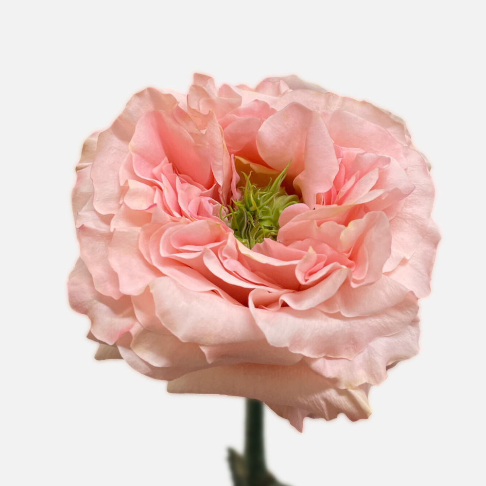 Princess Crown — wholesale roses