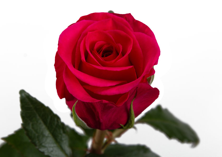 Queen Berry Rose, wholesale hot pink roses