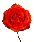 Hornbill — wholesale roses