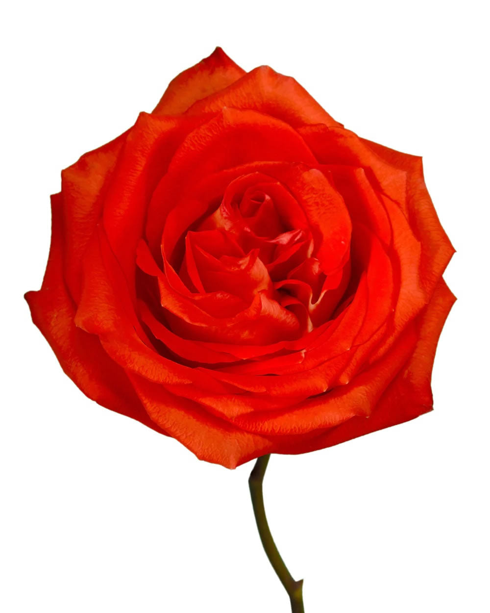 Hornbill — wholesale roses