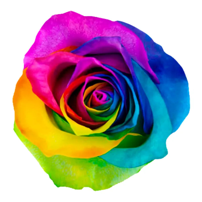 Tinted Rainbow Rose