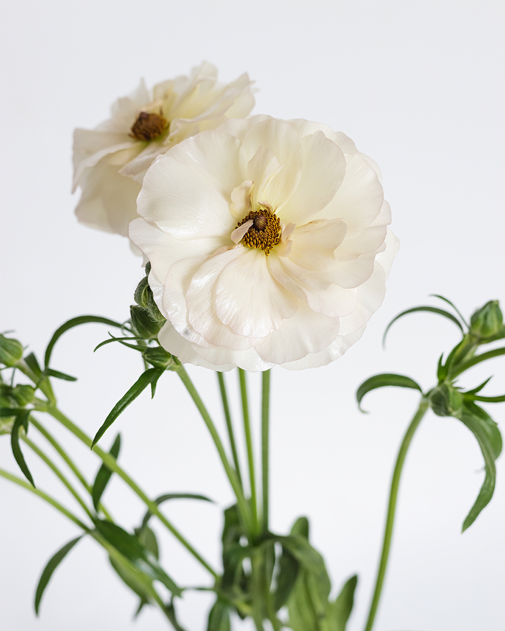 Ariadne Lightpink Ranunculus — wholesale