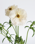 Ariadne Lightpink Ranunculus — wholesale