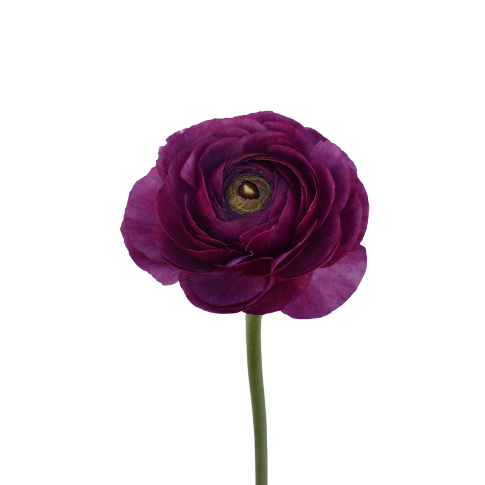Ranunculus Cloni Renoir — wholesale