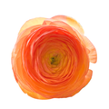 Ranunculus Success Aragosta — wholesale