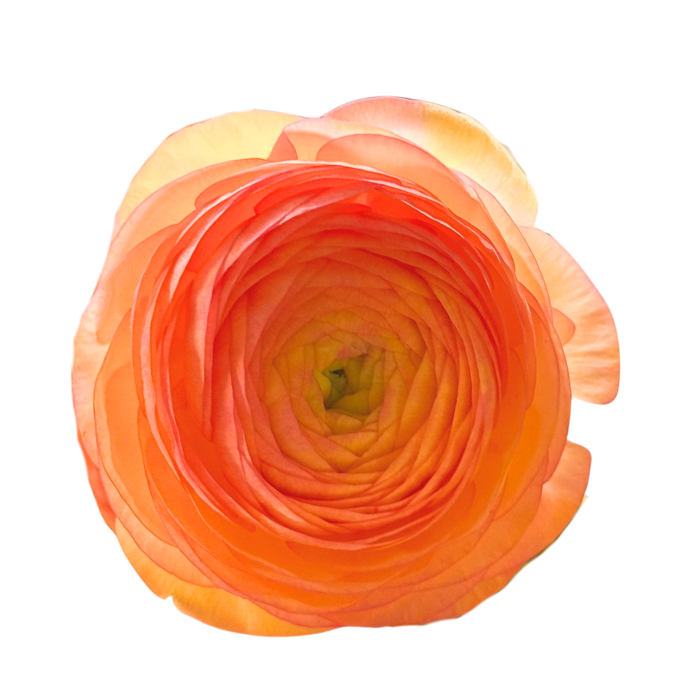 Ranunculus Success Aragosta — wholesale