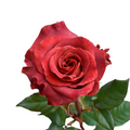 Razzmatazz — wholesale roses