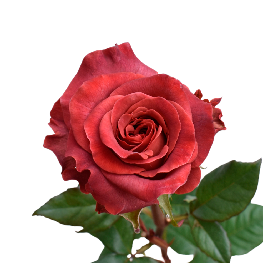 Razzmatazz — wholesale roses