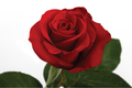 Red Flame Rose, wholesale red roses