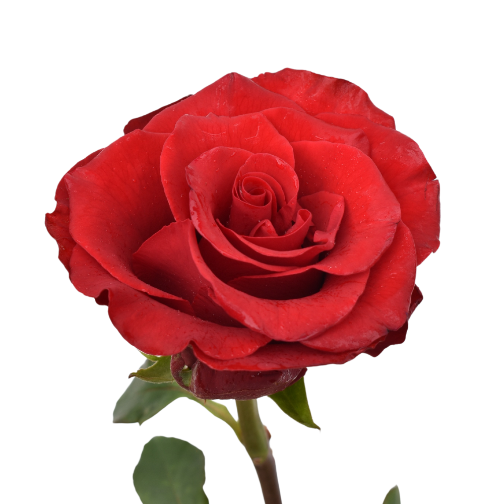 Rediant — wholesale roses