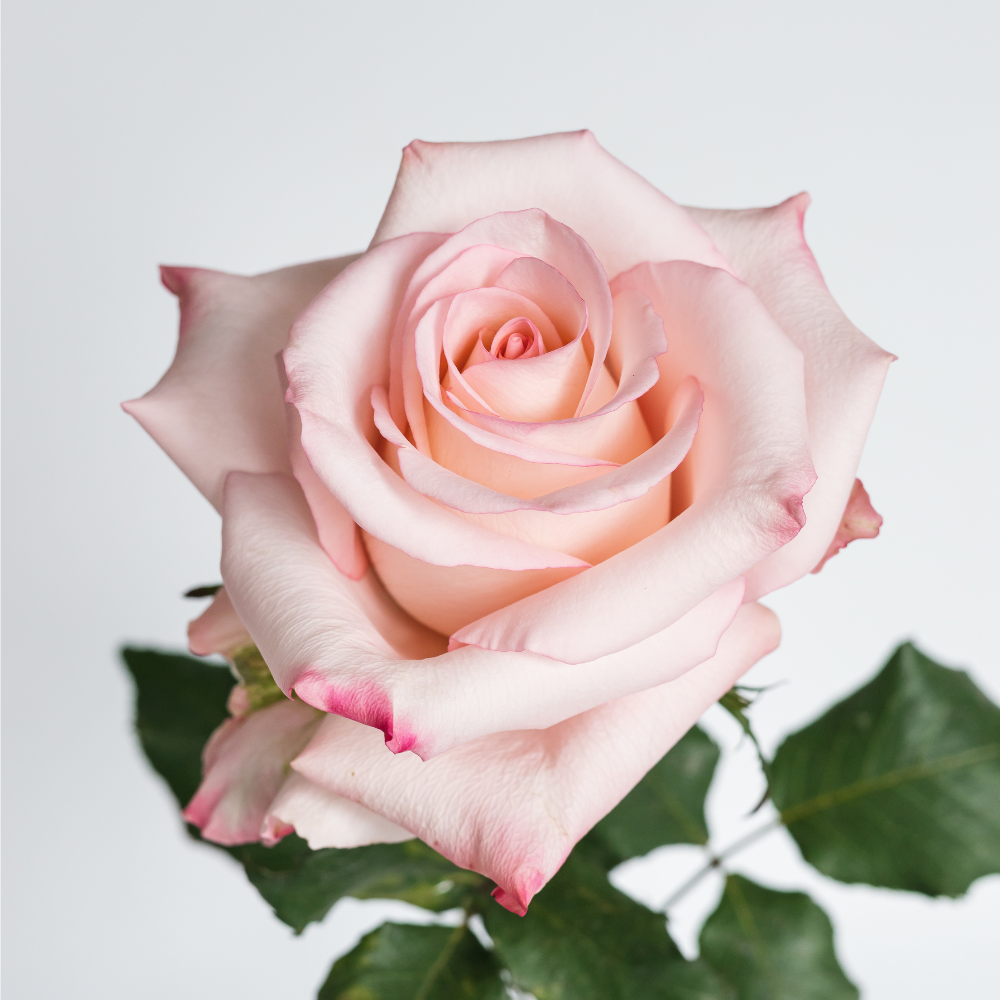 Rhoslyn — wholesale roses