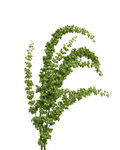 Rumex Unicorn — wholesale
