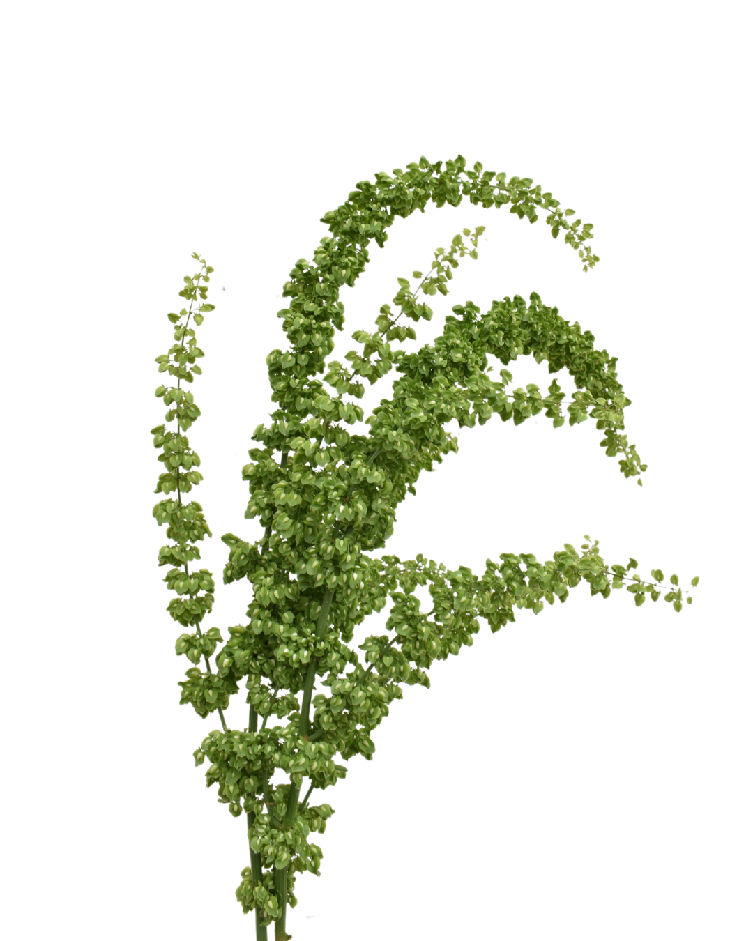 Rumex Unicorn — wholesale