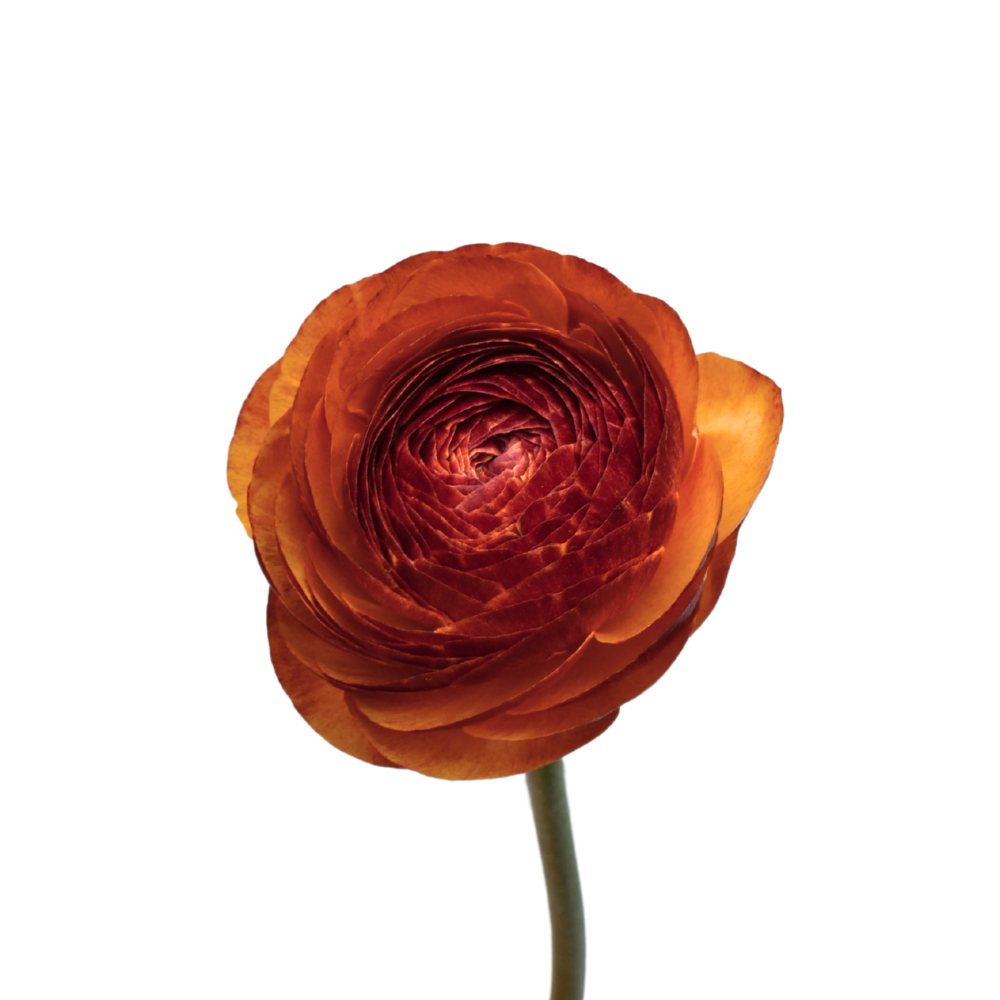 Ranunculus Success Brownie — wholesale
