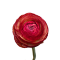 Ranunculus Success Vintage — wholesale