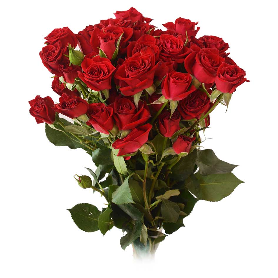 Red Mikado Spray Rose, wholesale red spray roses