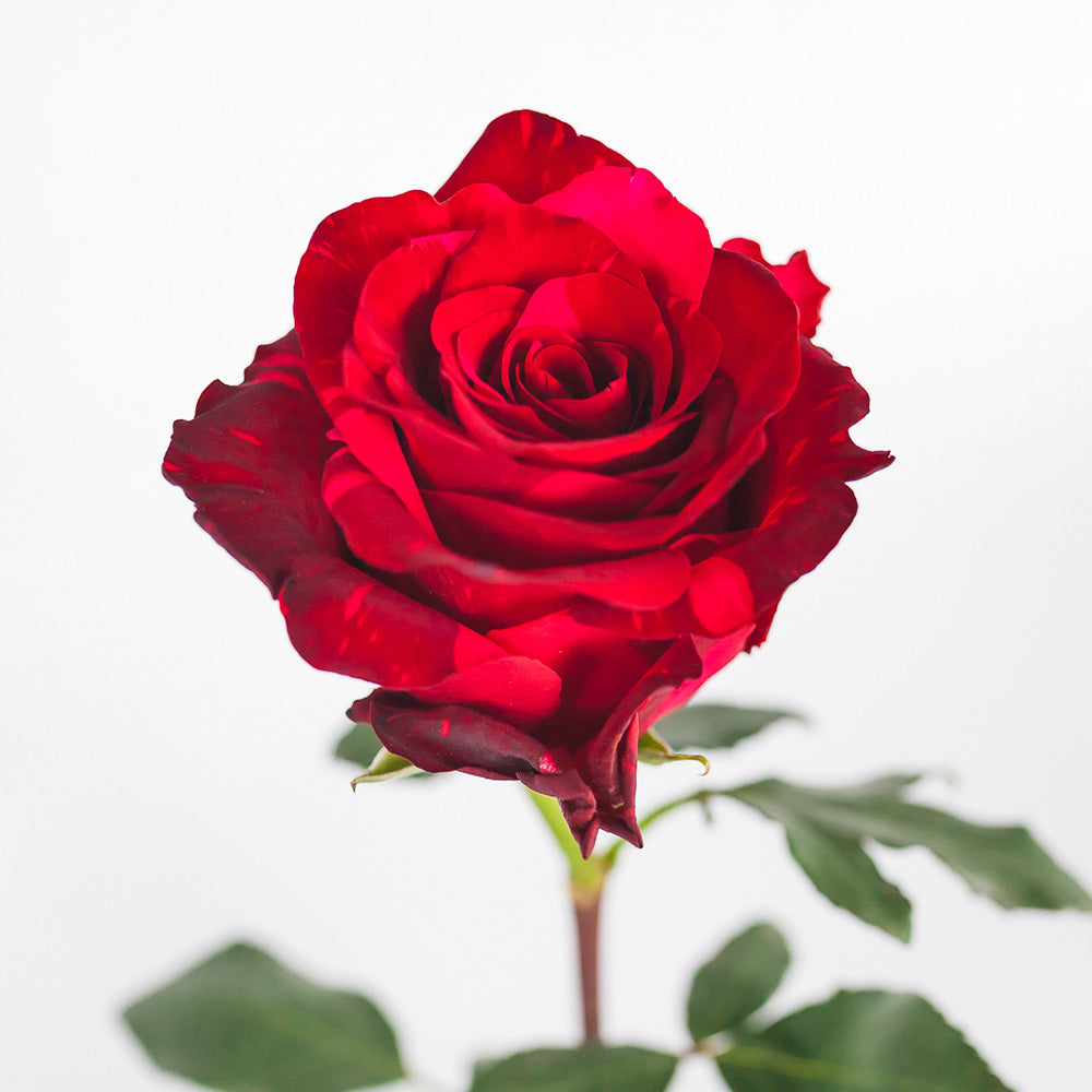 Red Panther — wholesale roses