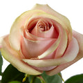 Romina Rose, wholesale light pink roses