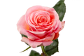 Saga Rose, wholesale light pink roses